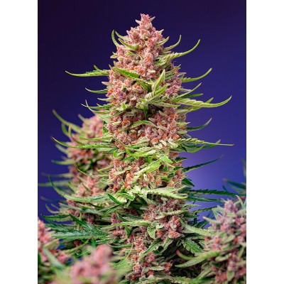 Strawberry Cola Sherbet F1 Fast Version Feminisiert