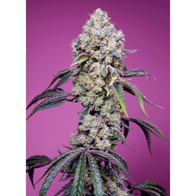 Sweet Mandarine Zkittlez F1 Fast Version Feminisiert