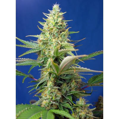 Sweet Pure CBD Auto