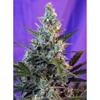 Sweet Skunk F1 Fast Version Feminisiert