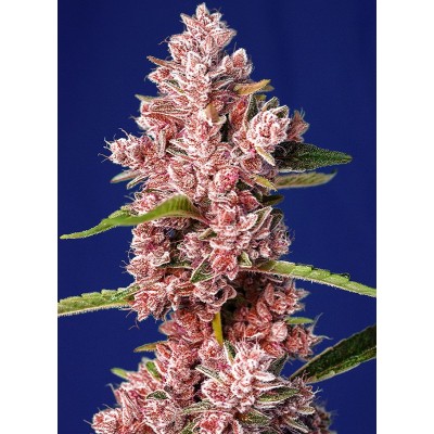 Tropicanna Poison F1 Fast Version Feminisiert