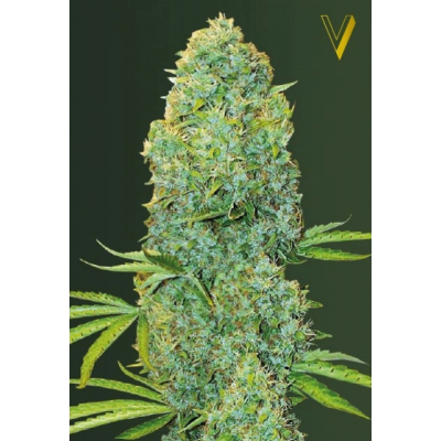 Amnesia Haze Feminisiert
