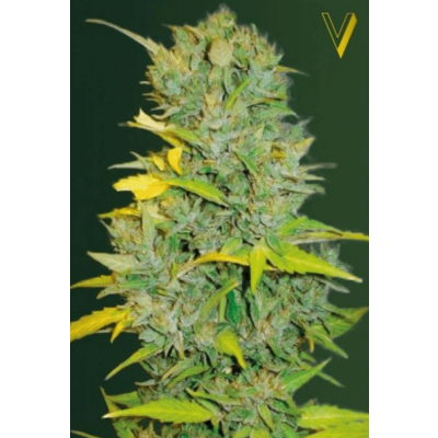 Biggest Bud Automatic