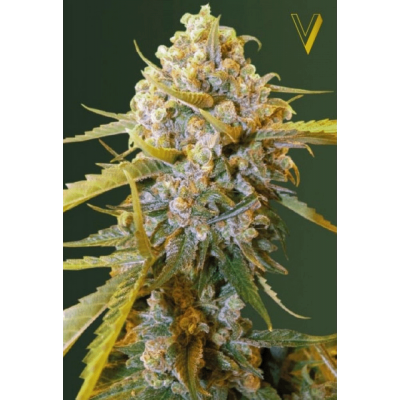 Biggest Bud Feminisiert