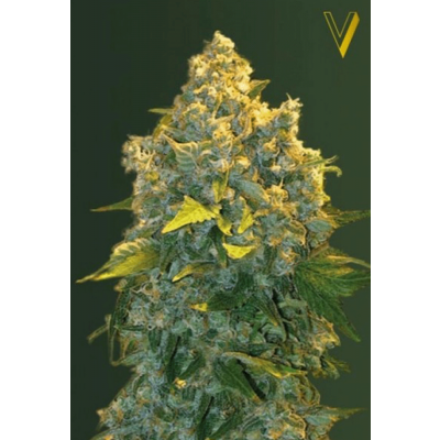 Chronic Monster XXL Automatic