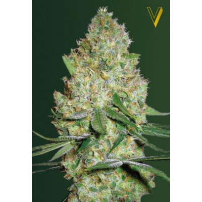 Chronic Monster XXL Feminisiert