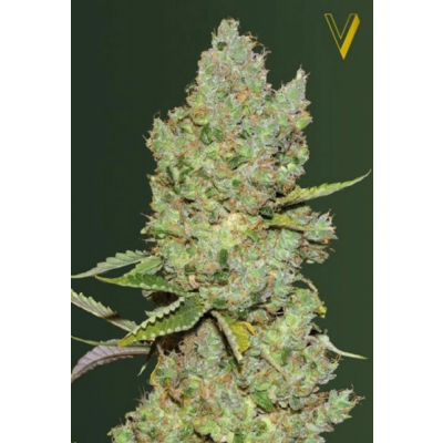 Critical Automatic