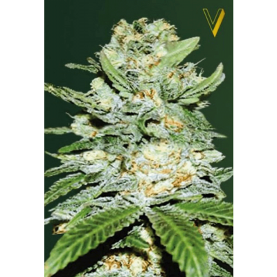 Jack Hammer Automatic