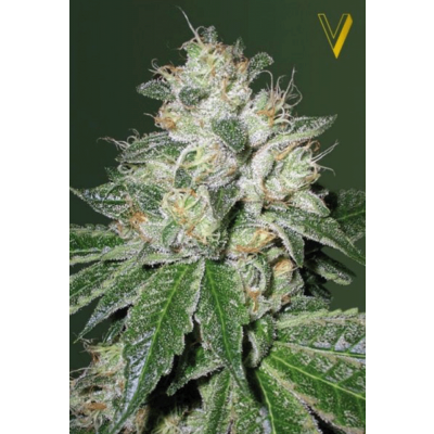 OG Kush Automatic
