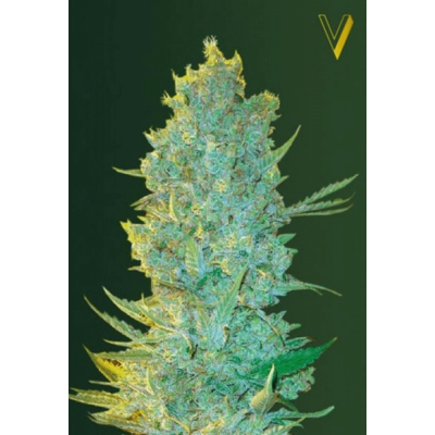 OG Kush Feminisiert