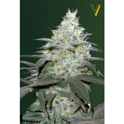 Original Berry Automatic