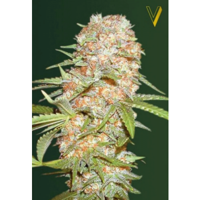 Super Extra Skunk Automatic