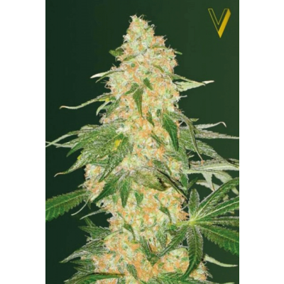 Super Extra Skunk Feminisiert