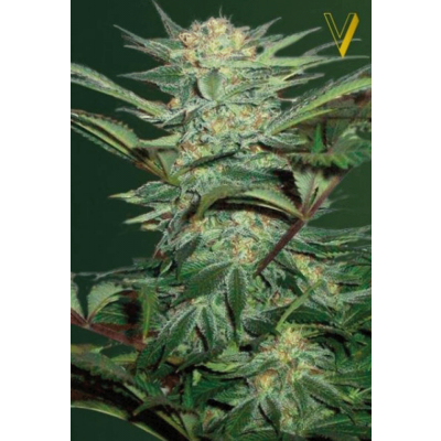 White Widow Automatic