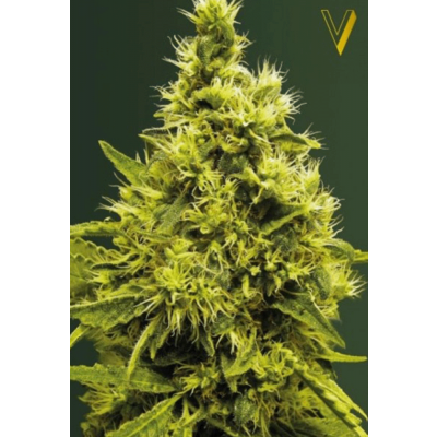 White Widow Feminisiert
