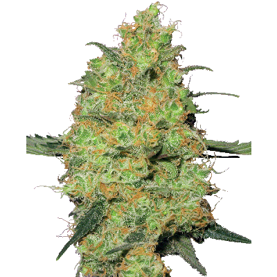 Master Kush Feminisiert