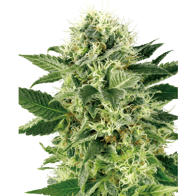 Northern Lights Feminisiert