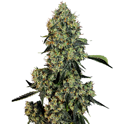 OG Kush Feminisiert