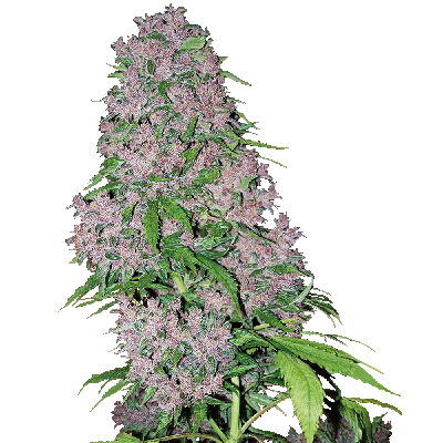 Purple Bud Feminisiert