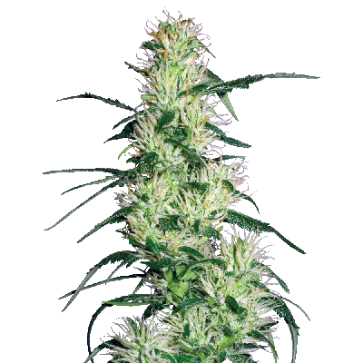 Purple Haze Feminisiert