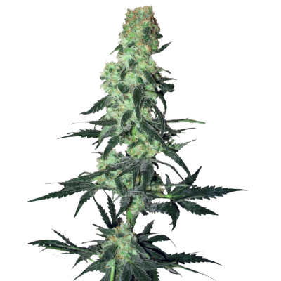 Amnesia White Regulär