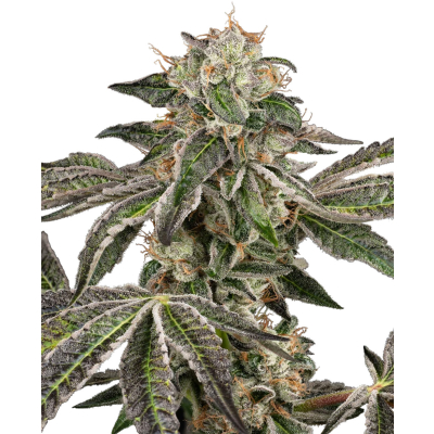 Amnesia White Regulär