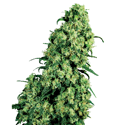 Skunk #1 Feminisiert