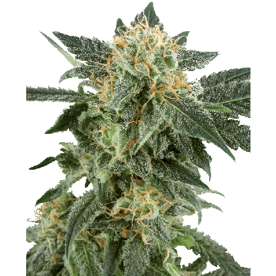 Snow Ryder Automatic