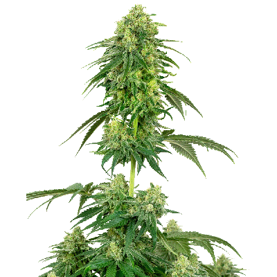 Strawberry Kush Feminisiert