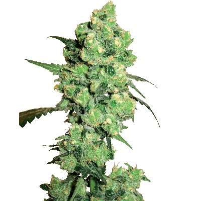 Super Skunk Feminisiert