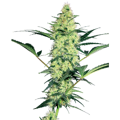 White Diesel Feminisiert