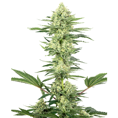 White Gorilla Haze Feminisiert