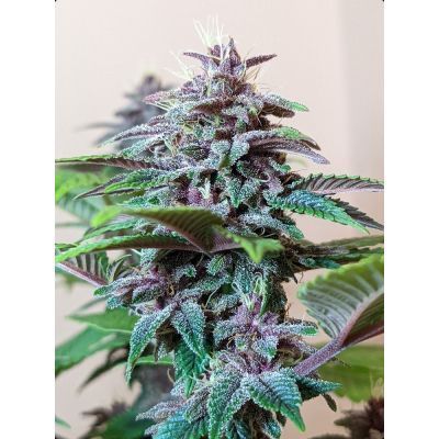 Pakistan Chitral Kush Regulär