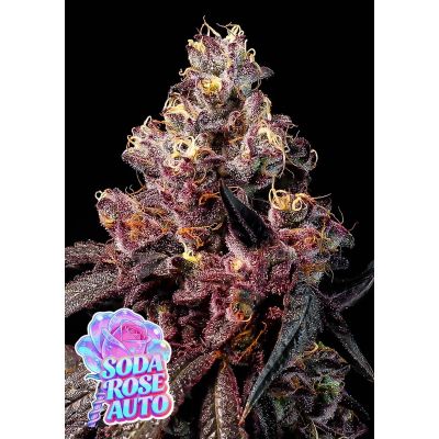 Soda Rose Auto