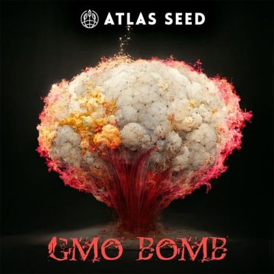 GMO Bomb Fast Feminisiert