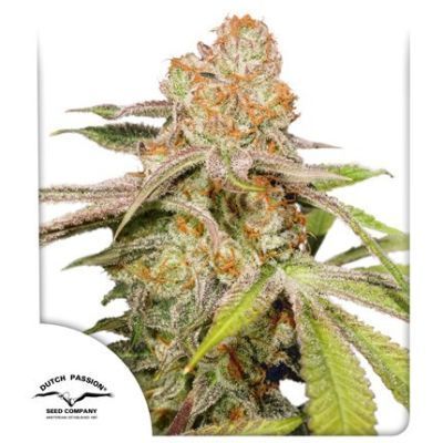 Mac #1 Auto