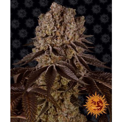 Purple Punch Feminisiert