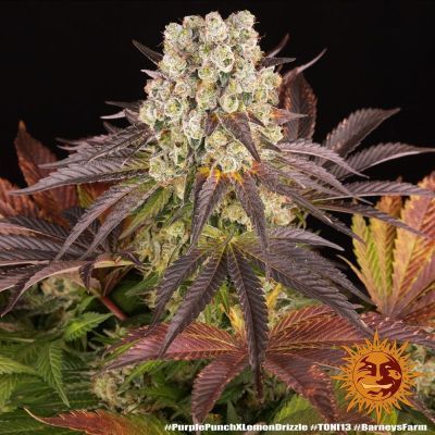 Purple Punch x Lemon Drizzle Feminisiert
