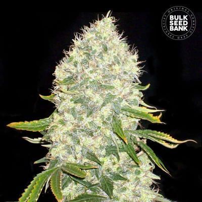 White Widow Feminisiert
