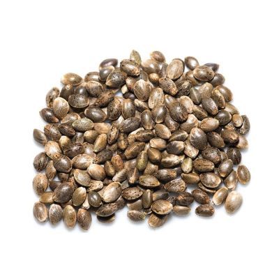 White Widow Bulk (Feminisiert) - 100 Stück