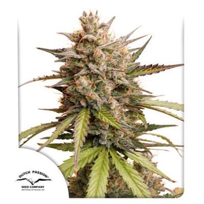 Melonade Runtz Auto