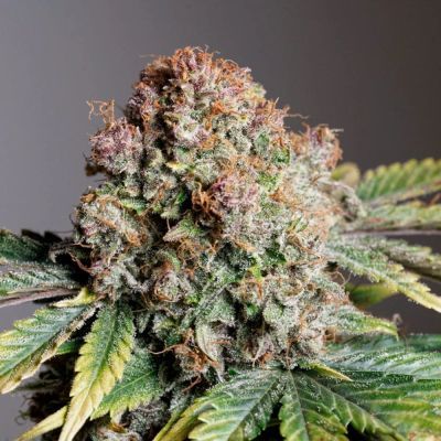 Strawberry Soda Auto