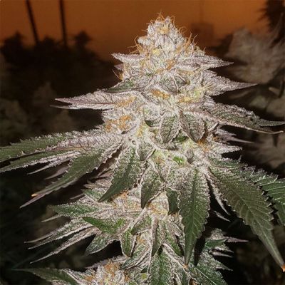 Pina RBX2 Auto