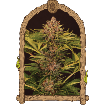 Strawberry Cola Auto