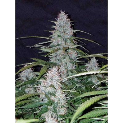 Californian Snow Auto
