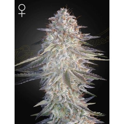Super Lemon Haze x Pink Candy Feminisiert