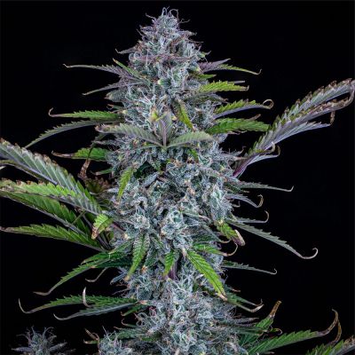 Chemdogging Auto