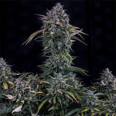 Gold Glue Auto