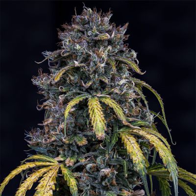 Super Orange Haze Auto