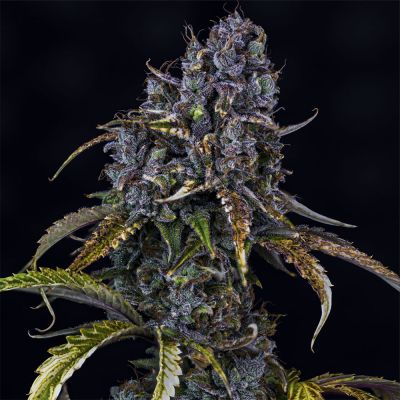 Toof Decay Auto